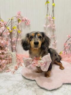 ロンちゃん♡
ジュエルちゃん♡
チョコちゃん♡

ご利用ありがとうございました😊

#京都#京都西京区#動物病院京都#動物病院京都西京桂院#動物病院併設トリミングサロン#京都トリミング#トリミング#ペットホテル#トリミングサロン雅#京都トリマー#犬好きな人と繋がりたい#grooming#犬のいる暮らし#多頭飼い#桂トリミング#こぐまカット#テディベアカット#ミニチュアダックスフンド#プードル