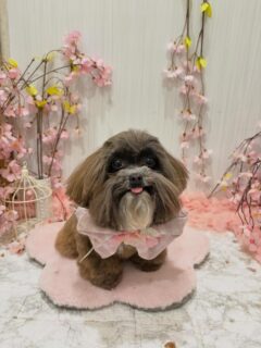 ルーちゃん♡
モグちゃん♡
ハチちゃん♡

ご利用ありがとうございました😊

#京都#京都西京区#動物病院京都#動物病院京都西京桂院#動物病院併設トリミングサロン#京都トリミング#トリミング#ペットホテル#トリミングサロン雅#京都トリマー#犬好きな人と繋がりたい#grooming#犬のいる暮らし#多頭飼い#桂トリミング#こぐまカット#テディベアカット#ミックス#シーズー#ポメラニアン