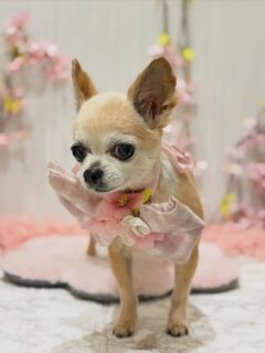 ララちゃん♡
小太朗ちゃん♡

ご利用ありがとうございました😊

#京都#京都西京区#動物病院京都#動物病院京都西京桂院#動物病院併設トリミングサロン#京都トリミング#トリミング#ペットホテル#トリミングサロン雅#京都トリマー#犬好きな人と繋がりたい#grooming#犬のいる暮らし#多頭飼い#桂トリミング#こぐまカット#テディベアカット#チワワ