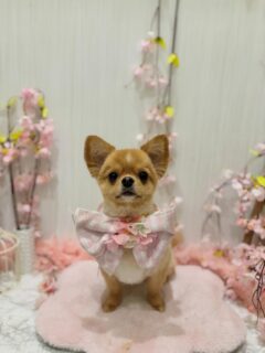 サクちゃん♡
もちちゃん♡
みるちゃん♡
コタロウちゃん♡

ご利用ありがとうございました😊

#京都#京都西京区#動物病院京都#動物病院京都西京桂院#動物病院併設トリミングサロン#京都トリミング#トリミング#ペットホテル#トリミングサロン雅#京都トリマー#犬好きな人と繋がりたい#grooming#犬のいる暮らし#多頭飼い#桂トリミング#こぐまカット#テディベアカット#チワワ#ポメラニアン#ミックス#ダックスフンド