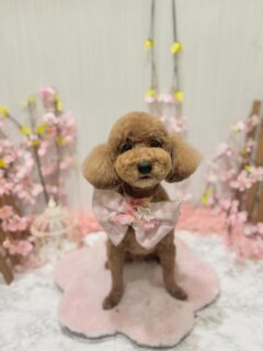 ラテちゃん♡
ティーちゃん♡
ククちゃん♡

ご利用ありがとうございました😊

#京都#京都西京区#動物病院京都#動物病院京都西京桂院#動物病院併設トリミングサロン#京都トリミング#トリミング#ペットホテル#トリミングサロン雅#京都トリマー#犬好きな人と繋がりたい#grooming#犬のいる暮らし#多頭飼い#桂トリミング#こぐまカット#テディベアカット#プードル#チワプー#チワワ