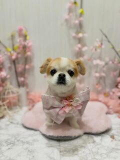もんじゃちゃん♡
うどんちゃん♡
ふうかちゃん♡
ポチオちゃん♡

ご利用ありがとうございました😊

#京都#京都西京区#動物病院京都#動物病院京都西京桂院#動物病院併設トリミングサロン#京都トリミング#トリミング#ペットホテル#トリミングサロン雅#京都トリマー#犬好きな人と繋がりたい#grooming#犬のいる暮らし#多頭飼い#桂トリミング#こぐまカット#テディベアカット#ミックス#チワワ#パグ