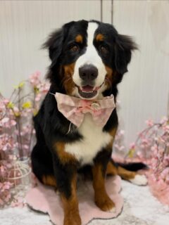 ガブちゃん♡
ぷりんちゃん♡
ゴン太ちゃん♡

ご利用ありがとうございました😊

#京都#京都西京区#動物病院京都#動物病院京都西京桂院#動物病院併設トリミングサロン#京都トリミング#トリミング#ペットホテル#トリミングサロン雅#京都トリマー#犬好きな人と繋がりたい#grooming#犬のいる暮らし#多頭飼い#桂トリミング#こぐまカット#テディベアカット#バーニーズマウンテンドッグ#ペキシーズー#ペキニーズ