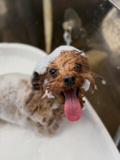オプション中のお友達です♪
　
#京都#京都西京区#動物病院京都#動物病院京都西京桂院#動物病院併設トリミングサロン#京都トリミングサロン#ペットホテル#トリミングサロン雅#シャンプーコース#シニアトリミング#dogstagram#犬が好きな人と繋がりたい #ふわもこ部#grooming#犬#dog#カットスタイル#桂トリミング#もこもこ犬#trimming#マイクロバブル#魔法のバブル　#重炭酸泉　#ハーブパック