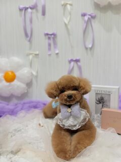 ラビィちゃん♡
かいとちゃん♡

ご利用ありがとうございました😊

#京都#京都西京区#動物病院京都#動物病院京都西京桂院#動物病院併設トリミングサロン#京都トリミング#トリミング#ペットホテル#トリミングサロン雅#京都トリマー#犬好きな人と繋がりたい#grooming#犬のいる暮らし#多頭飼い#桂トリミング#こぐまカット#テディベアカット#プードル#チワワ