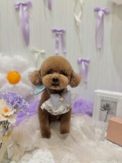 福ちゃん♡
ラモちゃん♡
しおんちゃん♡
ぷーこちゃん♡

ご利用ありがとうございました😊

#京都#京都西京区#動物病院京都#動物病院京都西京桂院#動物病院併設トリミングサロン#京都トリミング#トリミング#ペットホテル#トリミングサロン雅#京都トリマー#犬好きな人と繋がりたい#grooming#犬のいる暮らし#多頭飼い#桂トリミング#こぐまカット#テディベアカット#プードル#シーズー