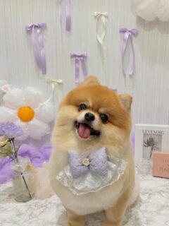 ぽんずちゃん♡
トイちゃん♡
ソラちゃん♡
よつばちゃん♡

ご利用ありがとうございました😊

#京都#京都西京区#動物病院京都#動物病院京都西京桂院#動物病院併設トリミングサロン#京都トリミング#トリミング#ペットホテル#トリミングサロン雅#京都トリマー#犬好きな人と繋がりたい#grooming#犬のいる暮らし#多頭飼い#桂トリミング#こぐまカット#テディベアカット#ポメラニアン#チワワ#プードル