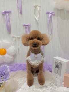 コハクちゃん♡
ルルちゃん♡
ポムちゃん♡
ぽんちゃん♡
ご利用ありがとうございました😊

#京都#京都西京区#動物病院京都#動物病院京都西京桂院#動物病院併設トリミングサロン#京都トリミング#トリミング#ペットホテル#トリミングサロン雅#京都トリマー#犬好きな人と繋がりたい#grooming#犬のいる暮らし#多頭飼い#桂トリミング#こぐまカット#テディベアカット#プードル#キャバリア#ポメラニアン