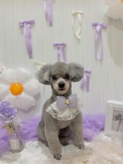 ルルちゃん♡
ライちゃん♡
モカちゃん♡ オプション中のお友達です♪
　
##京都西京区#動物病院京都#動物病院京都西京桂院#動物病院併設トリミングサロン#京都トリミングサロン#ペットホテル#トリミングサロン雅#シャンプーコース#シニアトリミング#dogstagram#犬が好きな人と繋がりたい #ふわもこ部#grooming#犬#dog#カットスタイル#桂トリミング#もこもこ犬#trimming#マイクロバブル#魔法のバブル　#重炭酸泉　#ハーブパック#プードル#チワワ