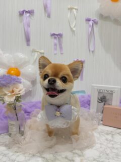 蘭丸ちゃん♡
モモちゃん♡
そらちゃん♡

ご利用ありがとうございました😊

#京都#京都西京区#動物病院京都#動物病院京都西京桂院#動物病院併設トリミングサロン#京都トリミング#トリミング#ペットホテル#トリミングサロン雅#京都トリマー#犬好きな人と繋がりたい#grooming#犬のいる暮らし#多頭飼い#桂トリミング#こぐまカット#テディベアカット#チワワ#シーズー#トイプードル