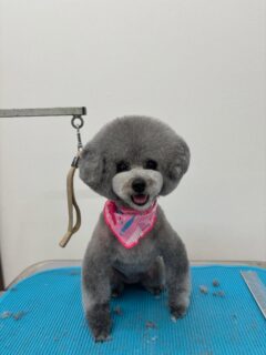 あぽろちゃん♡
ちょこちゃん♡
アローちゃん♡