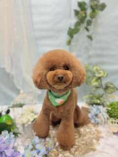 モコちゃん♡
うめちゃん♡
もふちゃん♡

ご利用ありがとうございました😊

#京都#京都西京区#動物病院京都#動物病院京都西京桂院#動物病院併設トリミングサロン#京都トリミング#トリミング#ペットホテル#トリミングサロン雅#京都トリマー#犬好きな人と繋がりたい#grooming#犬のいる暮らし#多頭飼い#桂トリミング#こぐまカット#テディベアカット#トイプードル#ミックス