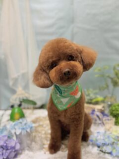 はるちゃん♡
モコちゃん♡
テンちゃん♡

ご利用ありがとうございました😊

#京都#京都西京区#動物病院京都#動物病院京都西京桂院#動物病院併設トリミングサロン#京都トリミング#トリミング#ペットホテル#トリミングサロン雅#京都トリマー#犬好きな人と繋がりたい#grooming#犬のいる暮らし#多頭飼い#桂トリミング#こぐまカット#テディベアカット#プードル#ミックス#チワワ