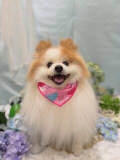 アンちゃん♡
リリーちゃん♡
りんだちゃん♡

ご利用ありがとうございました😊

#京都#京都西京区#動物病院京都#動物病院京都西京桂院#動物病院併設トリミングサロン#京都トリミング#トリミング#ペットホテル#トリミングサロン雅#京都トリマー#犬好きな人と繋がりたい#grooming#犬のいる暮らし#多頭飼い#桂トリミング#こぐまカット#テディベアカット#ポメラニアン#ダックスフンド#フレンチブルドッグ