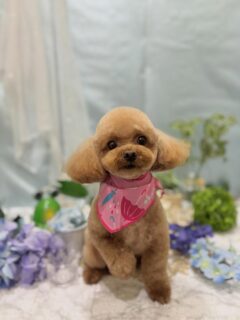 モコちゃん♡
ポチオちゃん♡
ハチちゃん♡
千音ちゃん♡

ご利用ありがとうございました😊

#京都#京都西京区#動物病院京都#動物病院京都西京桂院#動物病院併設トリミングサロン#京都トリミング#トリミング#ペットホテル#トリミングサロン雅#京都トリマー#犬好きな人と繋がりたい#grooming#犬のいる暮らし#多頭飼い#桂トリミング#こぐまカット#テディベアカット#トイプードル#パグ#ポメラニアン#チワワ