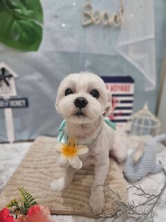 チャビちゃん♡
モモちゃん♡
ポポちゃん♡
もちちゃん♡

ご利用ありがとうございました😊

#京都#京都西京区#動物病院京都#動物病院京都西京桂院#動物病院併設トリミングサロン#京都トリミング#トリミング#ペットホテル#トリミングサロン雅#京都トリマー#犬好きな人と繋がりたい#grooming#犬のいる暮らし#多頭飼い#桂トリミング#こぐまカット#テディベアカット#マルチーズ#シーズー#ポメラニアン