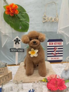 ラヴィちゃん♡
リンちゃん♡
ハクちゃん♡
ウールーちゃん♡

ご利用ありがとうございました😊

#京都#京都西京区#動物病院京都#動物病院京都西京桂院#動物病院併設トリミングサロン#京都トリミング#トリミング#ペットホテル#トリミングサロン雅#京都トリマー#犬好きな人と繋がりたい#grooming#犬のいる暮らし#多頭飼い#桂トリミング#こぐまカット#テディベアカット#プードル#ビションフリーゼ
