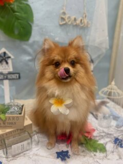 ポンタちゃん♡
アールジェイちゃん♡
ティムちゃん♡
ひじきちゃん♡

ご利用ありがとうございました😊

#京都#京都西京区#動物病院京都#動物病院京都西京桂院#動物病院併設トリミングサロン#京都トリミング#トリミング#ペットホテル#トリミングサロン雅#京都トリマー#犬好きな人と繋がりたい#grooming#犬のいる暮らし#多頭飼い#桂トリミング#こぐまカット#テディベアカット#ミックス#ビションフリーゼ#トイプードル