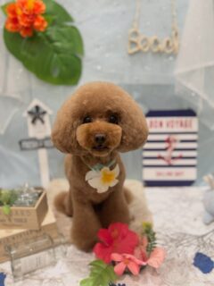 モコちゃん♡
こころちゃん♡
ぽんずちゃん♡
麻呂ちゃん♡