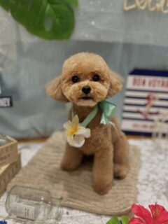 チャチャちゃん♡
夏ちゃん♡
モモちゃん♡

ご利用ありがとうございました😊

#京都#京都西京区#動物病院京都#動物病院京都西京桂院#動物病院併設トリミングサロン#京都トリミング#トリミング#ペットホテル#トリミングサロン雅#京都トリマー#犬好きな人と繋がりたい#grooming#犬のいる暮らし#多頭飼い#桂トリミング#こぐまカット#テディベアカット#プードル#シーズー#マルチーズ
