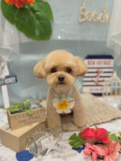 ティーちゃん♡
メロちゃん♡
セナちゃん♡

ご利用ありがとうございました😊

#京都#京都西京区#動物病院京都#動物病院京都西京桂院#動物病院併設トリミングサロン#京都トリミング#トリミング#ペットホテル#トリミングサロン雅#京都トリマー#犬好きな人と繋がりたい#grooming#犬のいる暮らし#多頭飼い#桂トリミング#こぐまカット#テディベアカット#ミックス犬#プードル