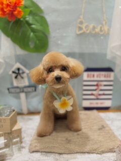 ミティちゃん♡
ルイちゃん♡

　ご利用ありがとうございました😊

#京都#京都西京区#動物病院京都#動物病院京都西京桂院#動物病院併設トリミングサロン#京都トリミング#トリミング#ペットホテル#トリミングサロン雅#京都トリマー#犬好きな人と繋がりたい#grooming#犬のいる暮らし#多頭飼い#桂トリミング#こぐまカット#テディベアカット#トイプードル