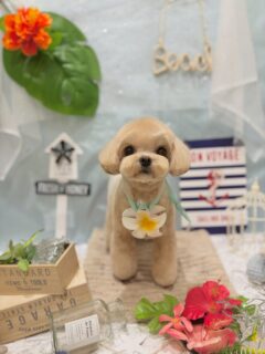 テンちゃん♡
メイちゃん♡
モグちゃん♡
ルーちゃん♡

ご利用ありがとうございました😊

#京都#京都西京区#動物病院京都#動物病院京都西京桂院#動物病院併設トリミングサロン#京都トリミング#トリミング#ペットホテル#トリミングサロン雅#京都トリマー#犬好きな人と繋がりたい#grooming#犬のいる暮らし#多頭飼い#桂トリミング#こぐまカット#テディベアカット#ミックス犬