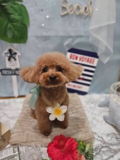 ティムちゃん♡
モコちゃん♡
トトロちゃん♡

ご利用ありがとうございました😊

#京都#京都西京区#動物病院京都#動物病院京都西京桂院#動物病院併設トリミングサロン#京都トリミング#トリミング#ペットホテル#トリミングサロン雅#京都トリマー#犬好きな人と繋がりたい#grooming#犬のいる暮らし#多頭飼い#桂トリミング#こぐまカット#テディベアカット#トイプードル#ダックスフンド