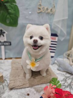 マロちゃん♡
うめちゃん♡
もふちゃん♡
空ちゃん♡

ご利用ありがとうございました😊

#京都#京都西京区#動物病院京都#動物病院京都西京桂院#動物病院併設トリミングサロン#京都トリミング#トリミング#ペットホテル#トリミングサロン雅#京都トリマー#犬好きな人と繋がりたい#grooming#犬のいる暮らし#多頭飼い#桂トリミング#こぐまカット#テディベアカット#ポメラニアン#ミックス犬#トイプードル
