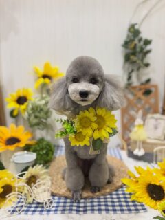 メイちゃん♡
そらちゃん♡
マシュちゃん♡

ご利用ありがとうございました😊

#京都#京都西京区#動物病院京都#動物病院京都西京桂院#動物病院併設トリミングサロン#京都トリミング#トリミング#ペットホテル#トリミングサロン雅#京都トリマー#犬好きな人と繋がりたい#grooming#犬のいる暮らし#多頭飼い#桂トリミング#こぐまカット#テディベアカット

　#プードル#ビションフリーゼ