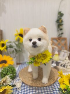 もちちゃん♡
みるちゃん♡
ルルちゃん♡

ご利用ありがとうございました😊

#京都#京都西京区#動物病院京都#動物病院京都西京桂院#動物病院併設トリミングサロン#京都トリミング#トリミング#ペットホテル#トリミングサロン雅#京都トリマー#犬好きな人と繋がりたい#grooming#犬のいる暮らし#多頭飼い#桂トリミング#こぐまカット#テディベアカット#ポメラニアン#ミックス