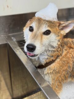 オプション中のお友達です♪
　
##京都西京区#動物病院京都#動物病院京都西京桂院#動物病院併設トリミングサロン#京都トリミングサロン#ペットホテル#トリミングサロン雅#シャンプーコース#シニアトリミング#dogstagram#犬が好きな人と繋がりたい #ふわもこ部#grooming#犬#dog#カットスタイル#桂トリミング#もこもこ犬#trimming#マイクロバブル#魔法のバブル　#重炭酸泉　#ハーブパック