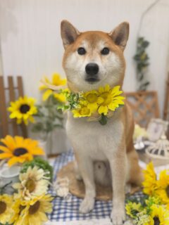 まめたちゃん♡
桃ちゃん♡

ご利用ありがとうございました😊

#京都#京都西京区#動物病院京都#動物病院京都西京桂院#動物病院併設トリミングサロン#京都トリミング#トリミング#ペットホテル#トリミングサロン雅#京都トリマー#犬好きな人と繋がりたい#grooming#犬のいる暮らし#多頭飼い#桂トリミング#こぐまカット#テディベアカット#柴犬#トイプードル