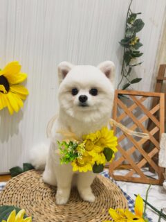 小太郎ちゃん♡
メイちゃん♡
リベロちゃん♡

　ご利用ありがとうございました😊

#京都#京都西京区#動物病院京都#動物病院京都西京桂院#動物病院併設トリミングサロン#京都トリミング#トリミング#ペットホテル#トリミングサロン雅#京都トリマー#犬好きな人と繋がりたい#grooming#犬のいる暮らし#多頭飼い#桂トリミング#こぐまカット#テディベアカット#ポメラニアン#ダックスフンド#チワワ