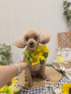 そらちゃん♡
そらちゃん♡
ティムちゃん♡

ご利用ありがとうございました😊

#京都#京都西京区#動物病院京都#動物病院京都西京桂院#動物病院併設トリミングサロン#京都トリミング#トリミング#ペットホテル#トリミングサロン雅#京都トリマー#犬好きな人と繋がりたい#grooming#犬のいる暮らし#多頭飼い#桂トリミング#こぐまカット#テディベアカット#トイプードル