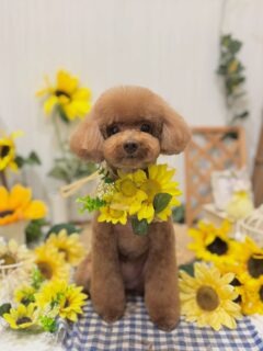 ルナちゃん♡
ぽんずちゃん♡
はろちゃん♡

利用ありがとうございました😊

#京都#京都西京区#動物病院京都#動物病院京都西京桂院#動物病院併設トリミングサロン#京都トリミング#トリミング#ペットホテル#トリミングサロン雅#京都トリマー#犬好きな人と繋がりたい#grooming#犬のいる暮らし#多頭飼い#桂トリミング#こぐまカット#テディベアカット#プードル#チワワ#ミックス