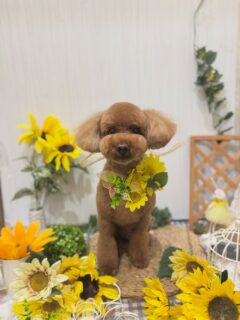 コハクちゃん♡
そらちゃん♡
そらちゃん♡
ソラちゃん♡

ご利用ありがとうございました😊

#京都#京都西京区#動物病院京都#動物病院京都西京桂院#動物病院併設トリミングサロン#京都トリミング#トリミング#ペットホテル#トリミングサロン雅#京都トリマー#犬好きな人と繋がりたい#grooming#犬のいる暮らし#多頭飼い#桂トリミング#こぐまカット#テディベアカット#トイプードル#チワワ