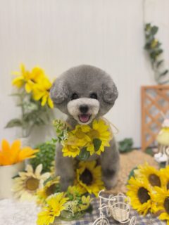 あぽろちゃん♡
麿呂ちゃん♡
ぽんたちゃん♡
モコちゃん♡
　ご利用ありがとうございました😊

#京都#京都西京区#動物病院京都#動物病院京都西京桂院#動物病院併設トリミングサロン#京都トリミング#トリミング#ペットホテル#トリミングサロン雅#京都トリマー#犬好きな人と繋がりたい#grooming#犬のいる暮らし#多頭飼い#桂トリミング#こぐまカット#テディベアカット#プードル#チワワ#ポメラニアン#ミックス犬