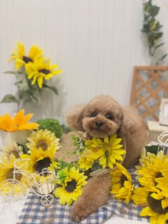 空ちゃん♡
おもちちゃん♡
モコちゃん♡
空太ちゃん♡

ご利用ありがとうございました😊

#京都#京都西京区#動物病院京都#動物病院京都西京桂院#動物病院併設トリミングサロン#京都トリミング#トリミング#ペットホテル#トリミングサロン雅#京都トリマー#犬好きな人と繋がりたい#grooming#犬のいる暮らし#多頭飼い#桂トリミング#こぐまカット#テディベアカット#トイプードル#マルチーズ
