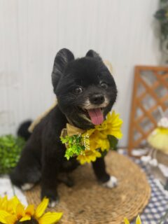 ハチちゃん♡
ふくちゃん♡
チャビちゃん♡
チェリーちゃん♡

ご利用ありがとうございました😊

#京都#京都西京区#動物病院京都#動物病院京都西京桂院#動物病院併設トリミングサロン#京都トリミング#トリミング#ペットホテル#トリミングサロン雅#京都トリマー#犬好きな人と繋がりたい#grooming#犬のいる暮らし#多頭飼い#桂トリミング#こぐまカット#テディベアカット#ポメラニアン#トイプードル#マルチーズ