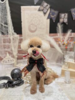 モコちゃん♡
プーゼちゃん♡
モグちゃん♡
ルーちゃん♡
　ご利用ありがとうございました😊

#京都#京都西京区#動物病院京都#動物病院京都西京桂院#動物病院併設トリミングサロン#京都トリミング#トリミング#ペットホテル#トリミングサロン雅#京都トリマー#犬好きな人と繋がりたい#grooming#犬のいる暮らし#多頭飼い#桂トリミング#こぐまカット#テディベアカット
#プードル#シーズー#ミックス犬