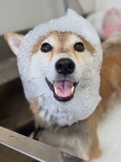 オプション中のお友達です♪
　
##京都西京区#動物病院京都#動物病院京都西京桂院#動物病院併設トリミングサロン#京都トリミングサロン#ペットホテル#トリミングサロン雅#シャンプーコース#シニアトリミング#dogstagram#犬が好きな人と繋がりたい #ふわもこ部#grooming#犬#dog#カットスタイル#桂トリミング#もこもこ犬#trimming#マイクロバブル#魔法のバブル　#重炭酸泉　#ハーブパック