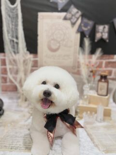 マシューちゃん♡
パルちゃん♡
ガジュマルちゃん♡
いなりちゃん♡

　ご利用ありがとうございました😊

#京都#京都西京区#動物病院京都#動物病院京都西京桂院#動物病院併設トリミングサロン#京都トリミング#トリミング#ペットホテル#トリミングサロン雅#京都トリマー#犬好きな人と繋がりたい#grooming#犬のいる暮らし#多頭飼い#桂トリミング#こぐまカット#テディベアカット#ビションフリーゼ#チワワ#ポメラニアン#ゴールデンレトリバー