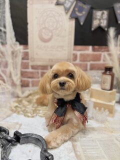 ココちゃん♡
ゾーイちゃん♡
モコちゃん♡
ルイちゃん♡

　ご利用ありがとうございました😊

#京都#京都西京区#動物病院京都#動物病院京都西京桂院#動物病院併設トリミングサロン#京都トリミング#トリミング#ペットホテル#トリミングサロン雅#京都トリマー#犬好きな人と繋がりたい#grooming#犬のいる暮らし#多頭飼い#桂トリミング#こぐまカット#テディベアカット#ミックス#トイプードル