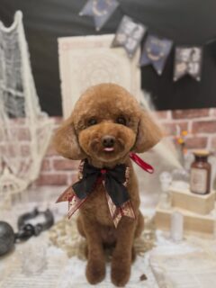 はるちゃん♡
あんなちゃん♡
メルちゃん♡
りんだちゃん♡
　ご利用ありがとうございました😊

#京都#京都西京区#動物病院京都#動物病院京都西京桂院#動物病院併設トリミングサロン#京都トリミング#トリミング#ペットホテル#トリミングサロン雅#京都トリマー#犬好きな人と繋がりたい#grooming#犬のいる暮らし#多頭飼い#桂トリミング#こぐまカット#テディベアカット
#プードル#パグ#フレンチブルドッグ