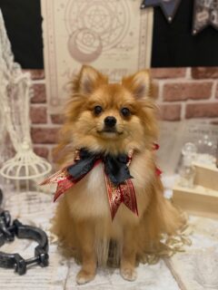 ぽんたちゃん♡
こころちゃん♡

　ご利用ありがとうございました😊

#京都#京都西京区#動物病院京都#動物病院京都西京桂院#動物病院併設トリミングサロン#京都トリミング#トリミング#ペットホテル#トリミングサロン雅#京都トリマー#犬好きな人と繋がりたい#grooming#犬のいる暮らし#多頭飼い#桂トリミング#こぐまカット#テディベアカット#ポメラニアン#ラブラドールレトリバー