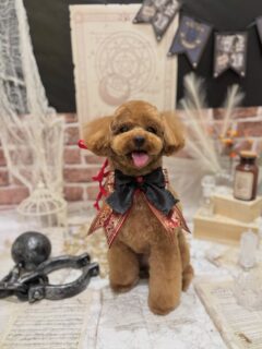 そらちゃん♡
そらちゃん♡
みるちゃん♡
ぽんずちゃん♡

ご利用ありがとうございました😊

#京都#京都西京区#動物病院京都#動物病院京都西京桂院#動物病院併設トリミングサロン#京都トリミング#トリミング#ペットホテル#トリミングサロン雅#京都トリマー#犬好きな人と繋がりたい#grooming#犬のいる暮らし#多頭飼い#桂トリミング#こぐまカット#テディベアカット#トイプードル#ポメラニアン