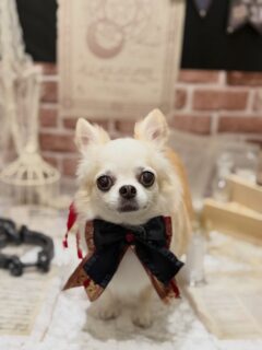 胡桃ちゃん♡
めいちゃん♡
天ちゃん♡
くうちゃん♡

　ご利用ありがとうございました😊

#京都#京都西京区#動物病院京都#動物病院京都西京桂院#動物病院併設トリミングサロン#京都トリミング#トリミング#ペットホテル#トリミングサロン雅#京都トリマー#犬好きな人と繋がりたい#grooming#犬のいる暮らし#多頭飼い#桂トリミング#こぐまカット#テディベアカット#チワワ#ミックス犬#ミニチュアダックスフンド#プードル