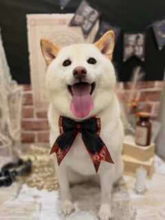 イブちゃん♡
ルルちゃん♡
クーちゃん♡
のあちゃん♡

ご利用ありがとうございました😊

#京都#京都西京区#動物病院京都#動物病院京都西京桂院#動物病院併設トリミングサロン#京都トリミング#トリミング#ペットホテル#トリミングサロン雅#京都トリマー#犬好きな人と繋がりたい#grooming#犬のいる暮らし#多頭飼い#桂トリミング#こぐまカット#テディベアカット#柴#ポメラニアン#フラットコーテットレトリバー#ヨークシャーテリア