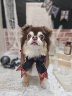こはくちゃん♡
おもちちゃん♡
ココちゃん♡
空太ちゃん♡

ご利用ありがとうございました😊

#京都#京都西京区#動物病院京都#動物病院京都西京桂院#動物病院併設トリミングサロン#京都トリミング#トリミング#ペットホテル#トリミングサロン雅#京都トリマー#犬好きな人と繋がりたい#grooming#犬のいる暮らし#多頭飼い#桂トリミング#こぐまカット#テディベアカット#チワワ#ペキニーズ#トイプードル
